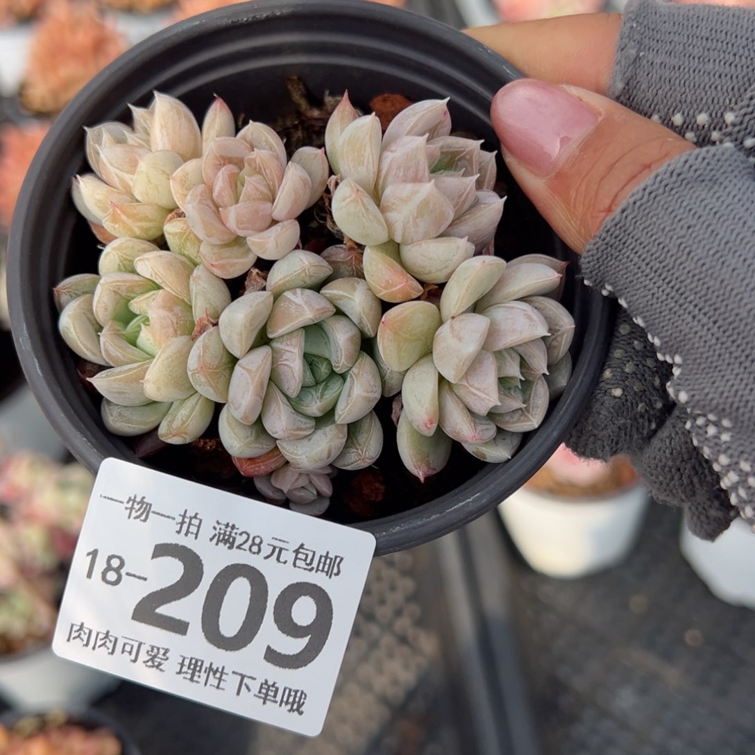 艾莎多肉多肉多肉多肉