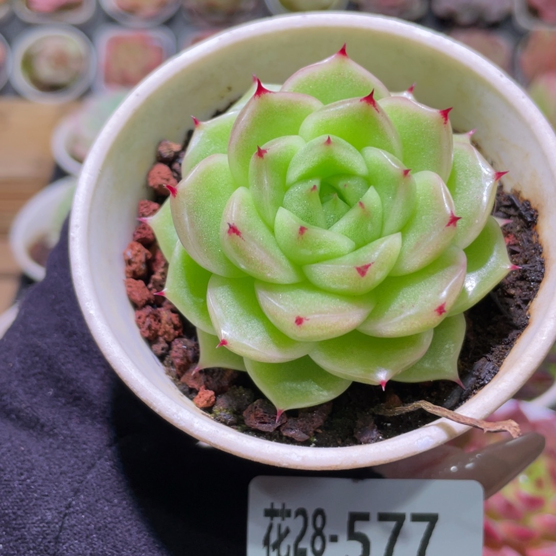 花利美28-577麦秆