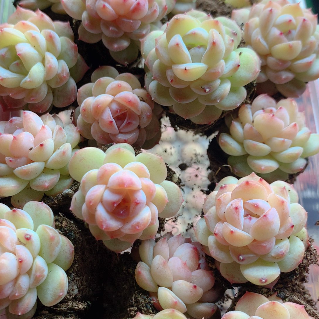 草莓果酱多肉11111111111