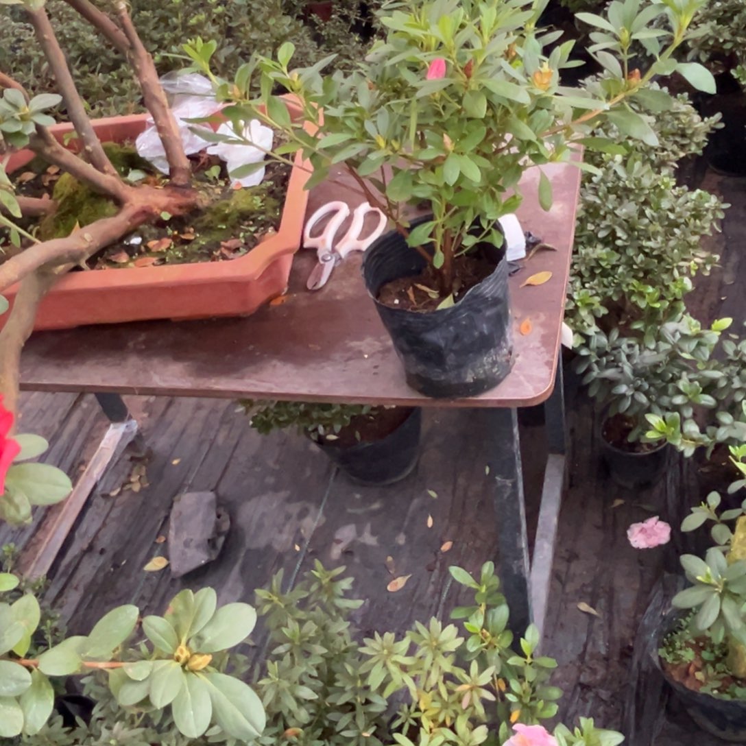 如***)完全开放桃梅锦杜鹃