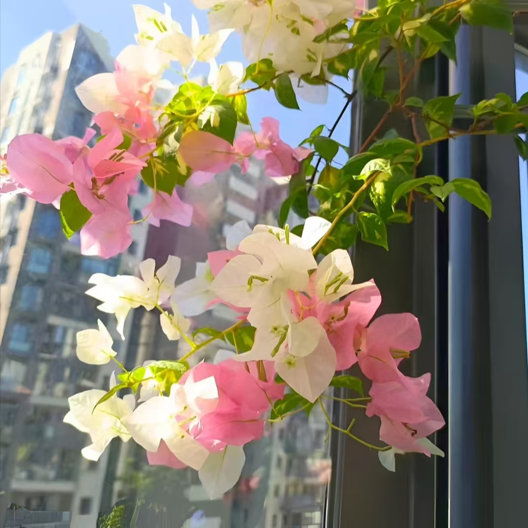 金心橙白(带花发货)