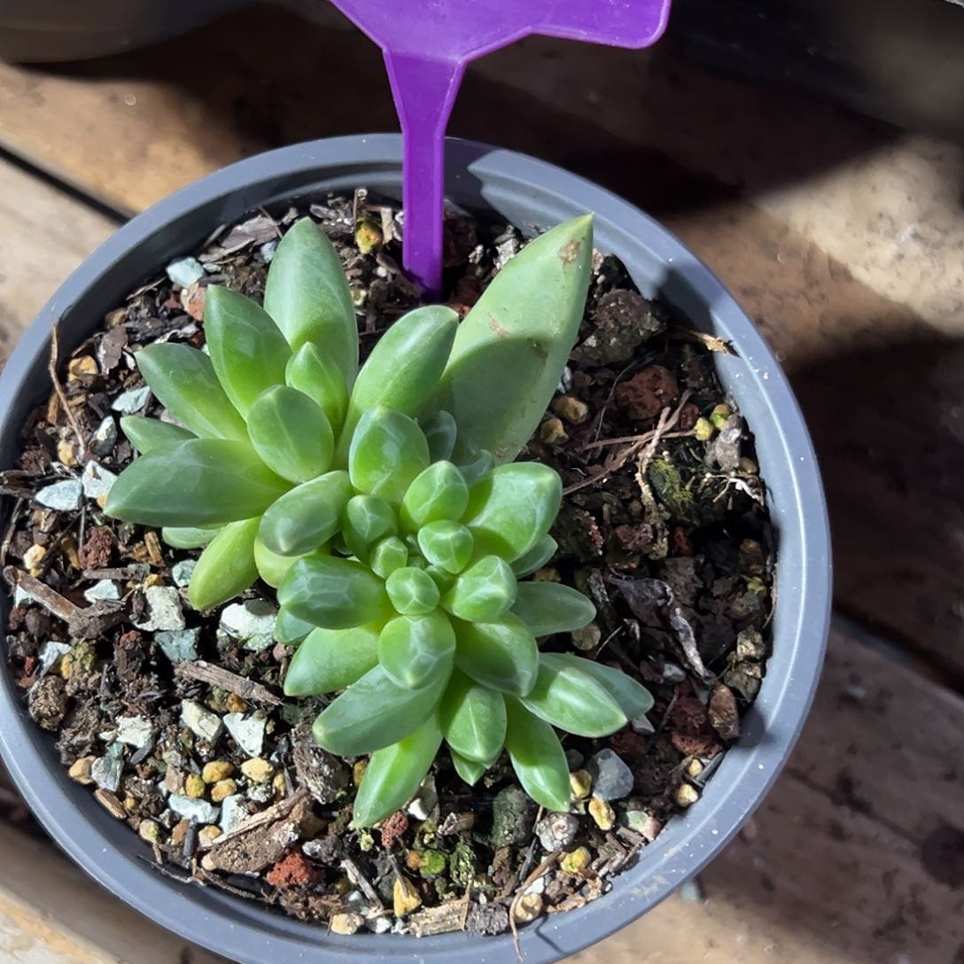 领航员带缀多肉植物129