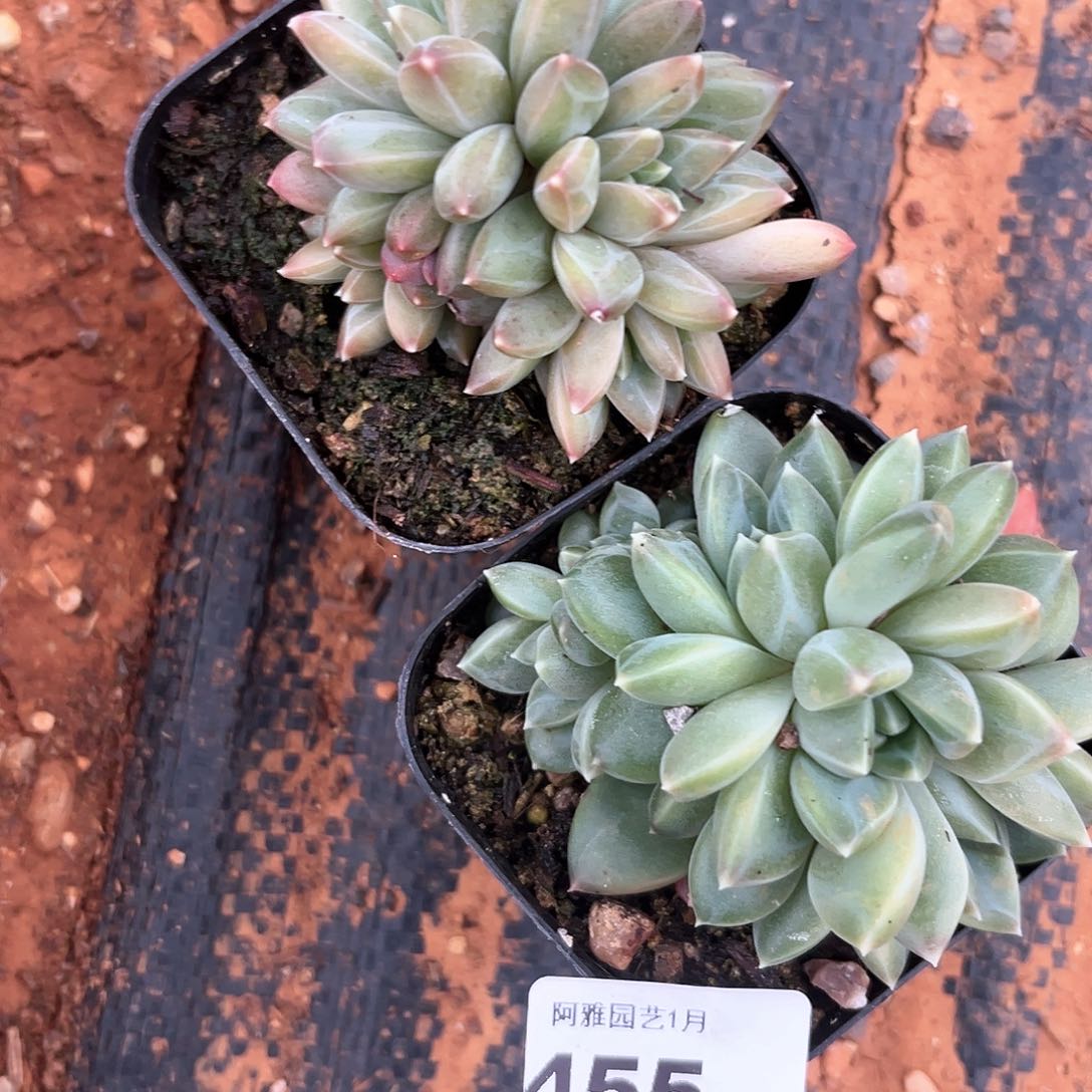 阿雅园艺。         脱土发货455