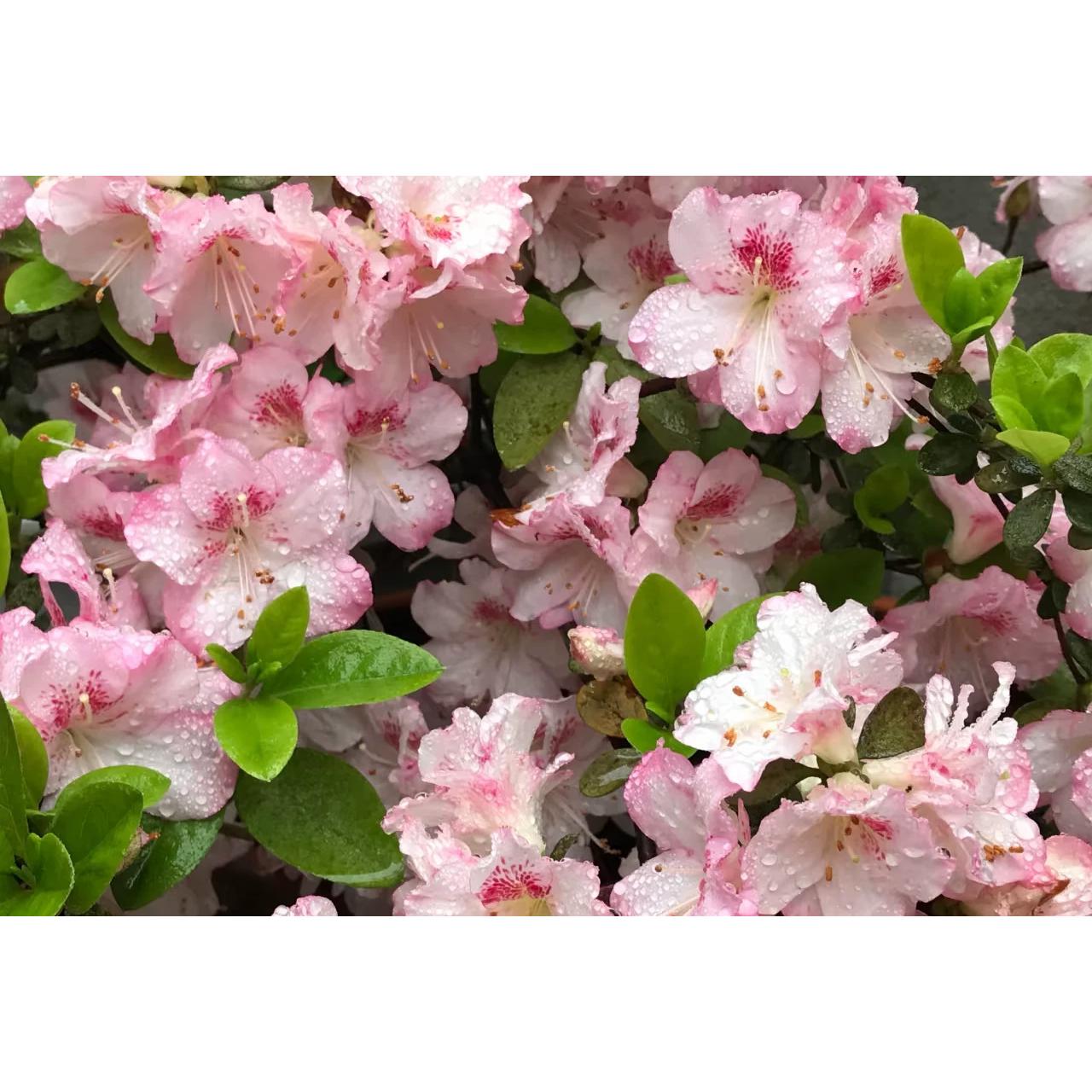 若姪子杜鹃花久留米系列精美盆栽花卉室内外精品杜鹃花庭院阳台