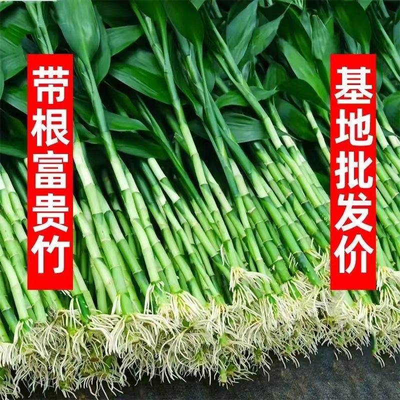 （基地包邮）带根富贵竹绿植盆栽水培室内客厅土培绿色植物花卉绿