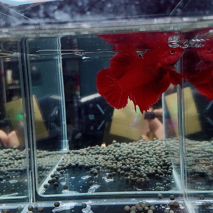 素***)斗鱼黑69号巨否将军