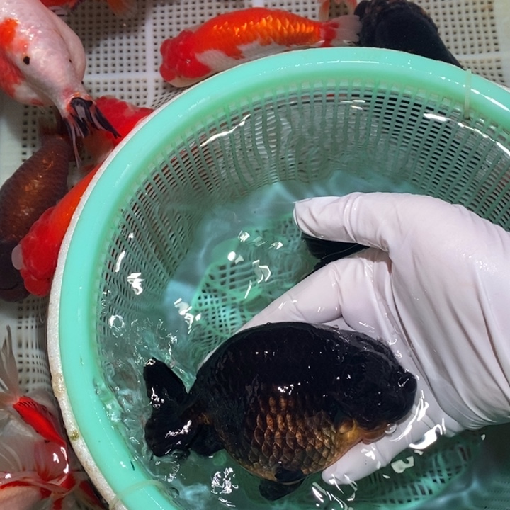 海水鱼来波福利价老黑