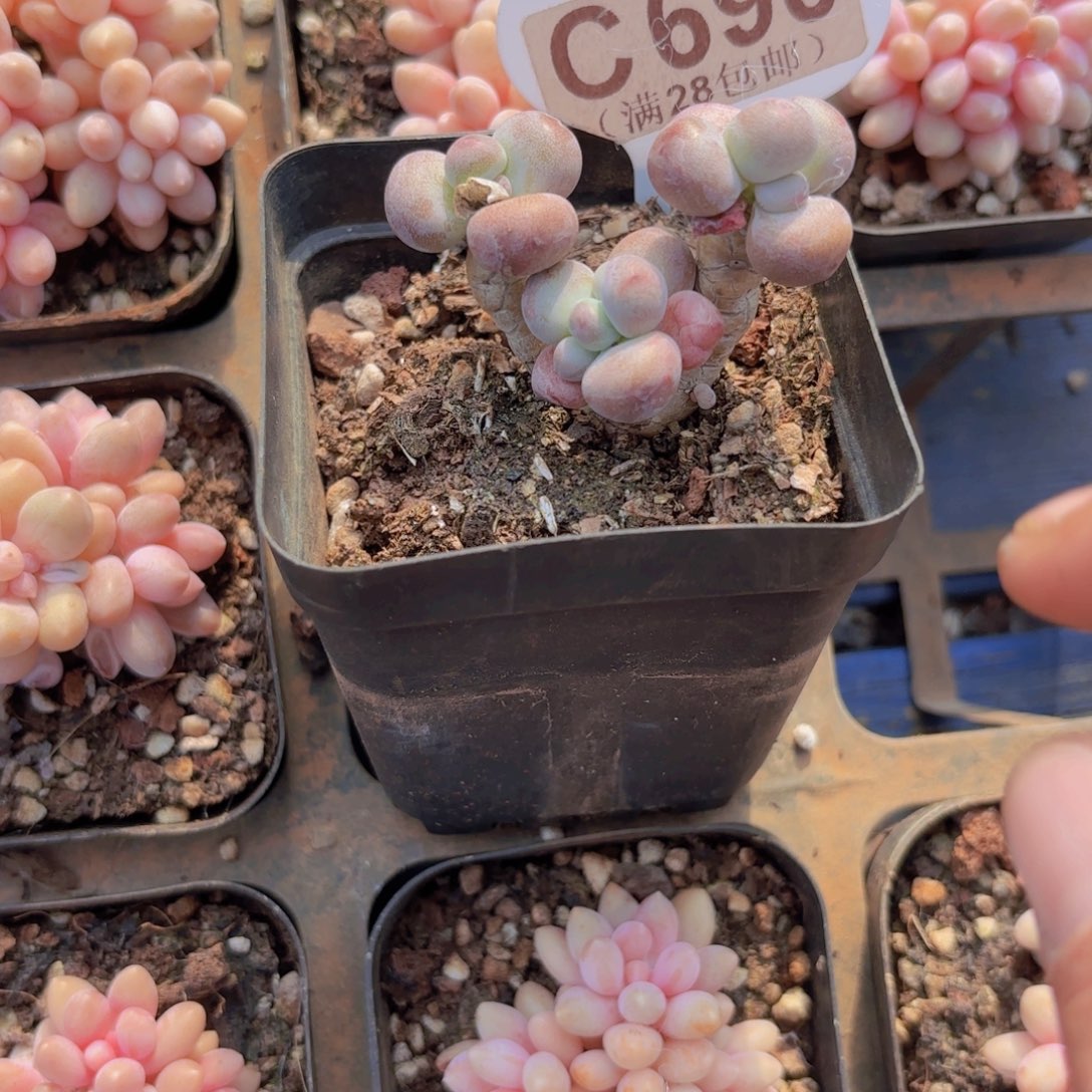 C690苹果奶一物语拍