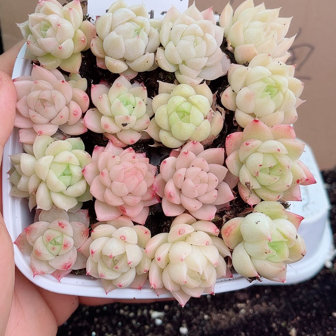 1-513 新疆西藏内蒙不发 12.8包邮2-3公分多肉