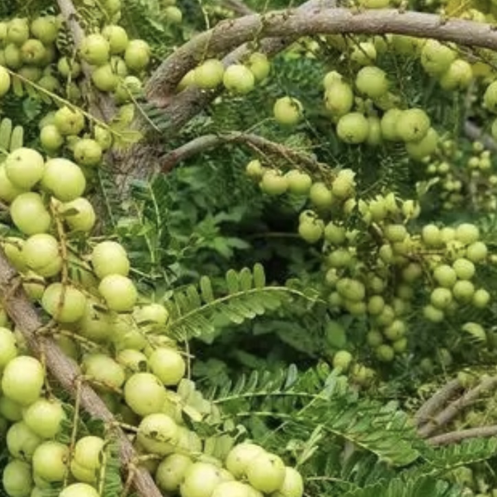 云南山里面的橄榄（油柑子）