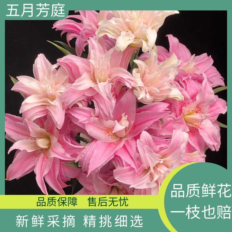 【百合】A级两头戴安娜百合——鲜花花期长易养开粉调暖色