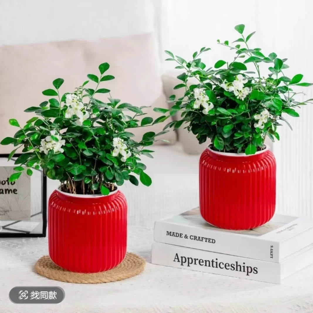 九里香盆栽室内外桌面绿植四季开花好养易活美化环境