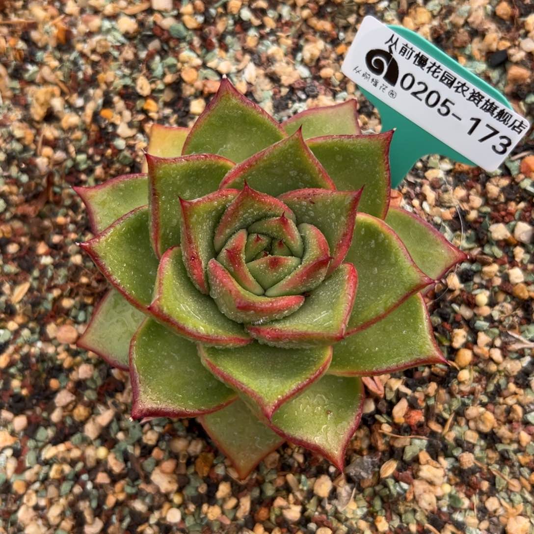 多肉一物一拍0205-173