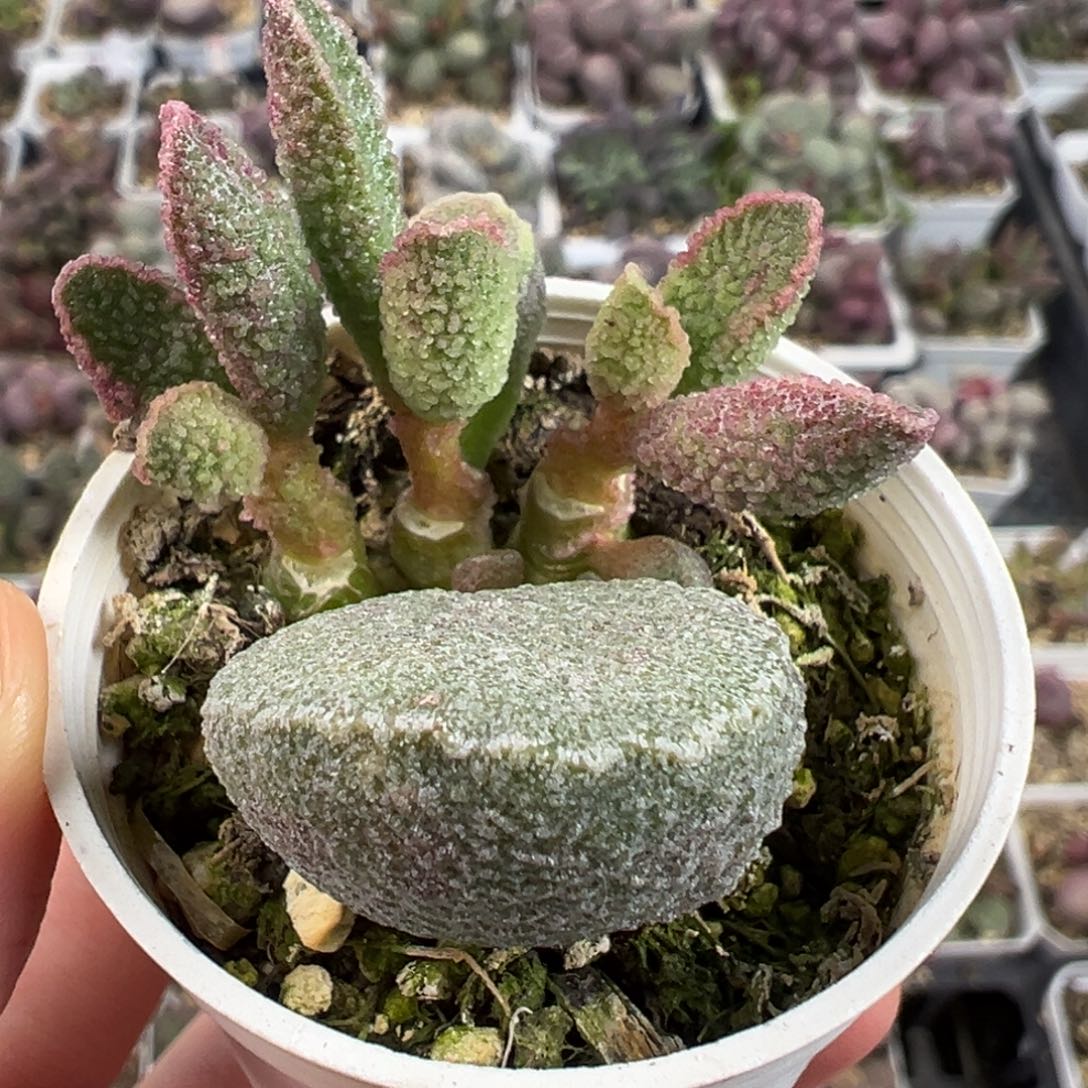 实生底叶苗绿色系冰晶感多肉