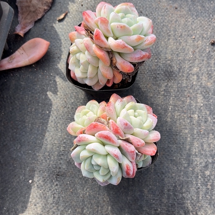冰玉多肉植物288 163