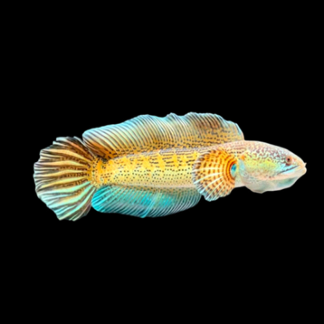 雷龙鱼直播间链接