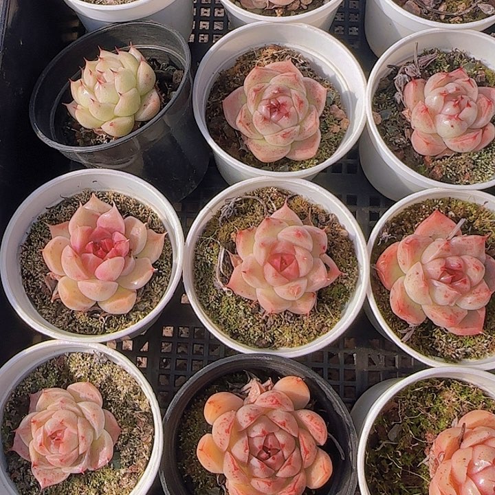 宁花时光精品多肉。    10