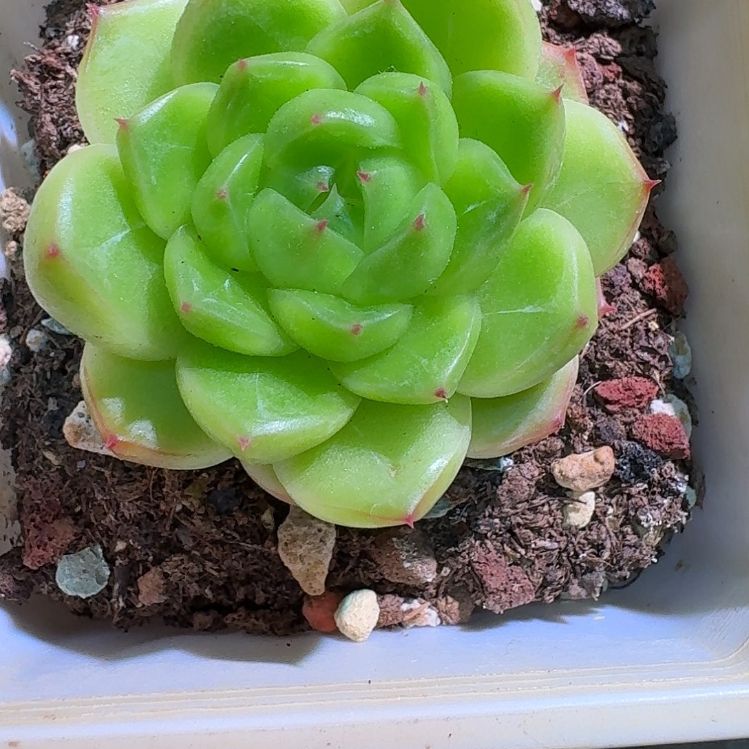 珍妮绿多肉多肉多肉