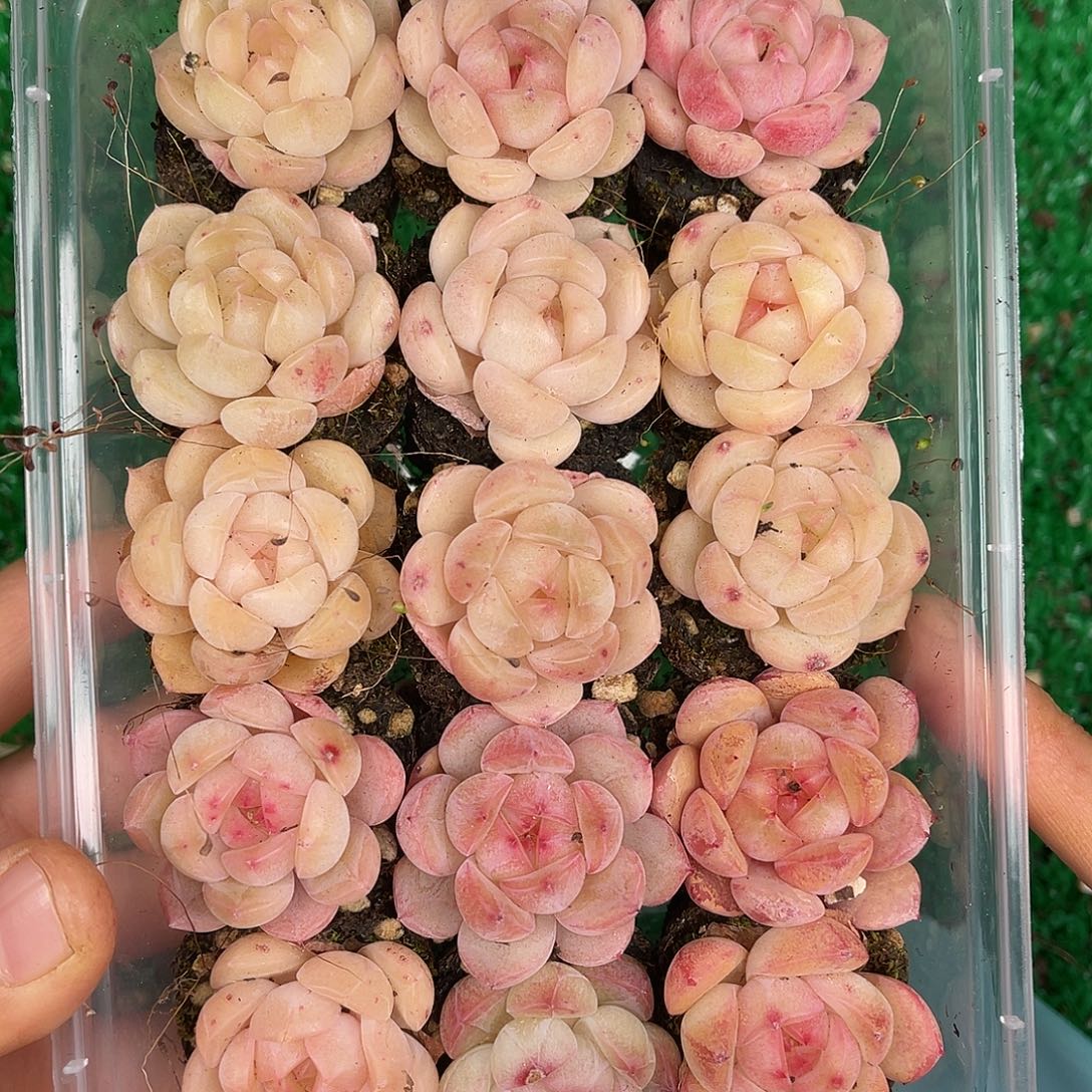 多肉植物一物一拍2-33