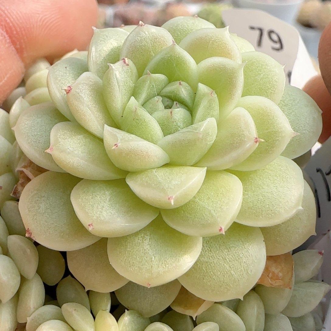 粉***酱【闪购商品】0115-79（ttp-167）