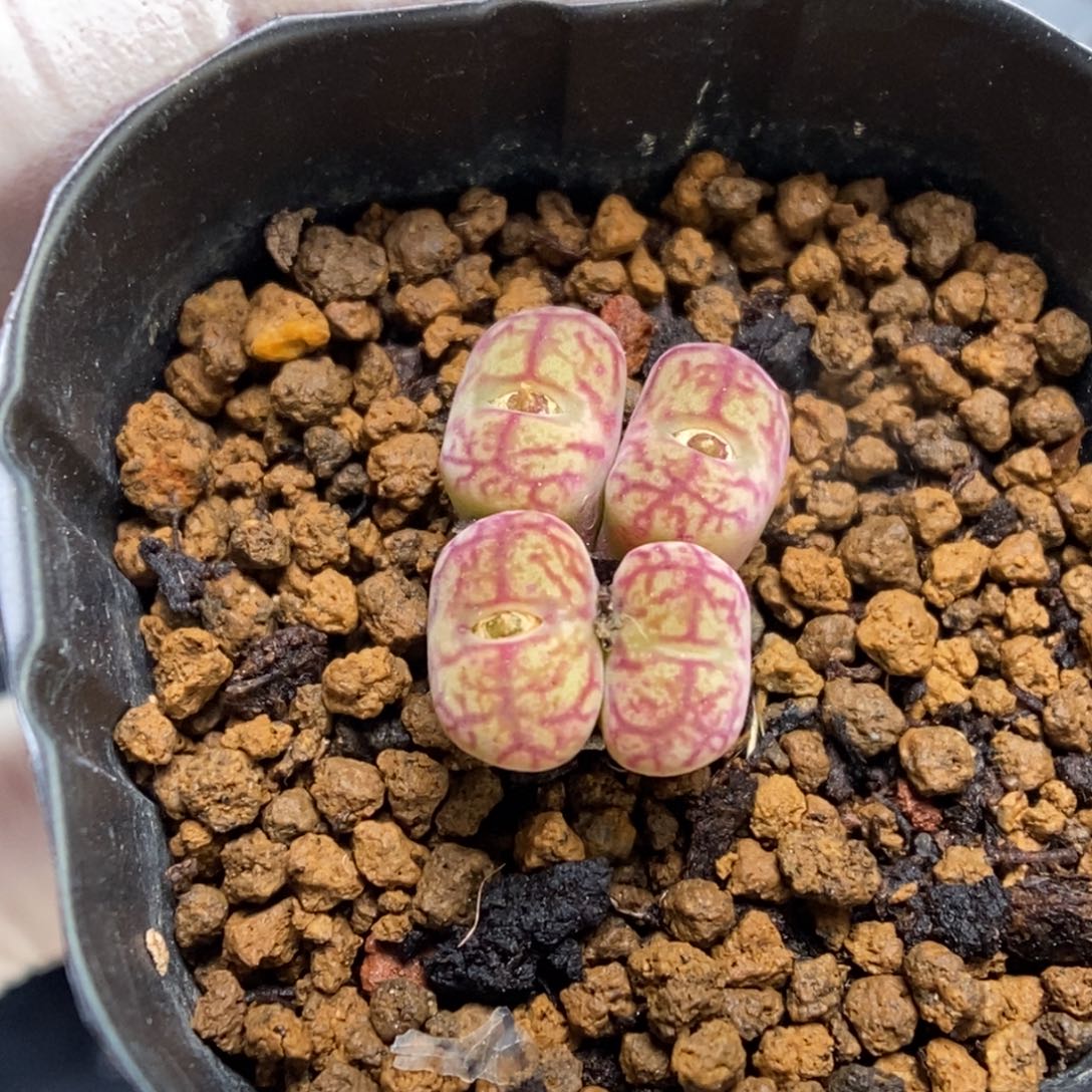 多肉植物肉锥杂交K-868