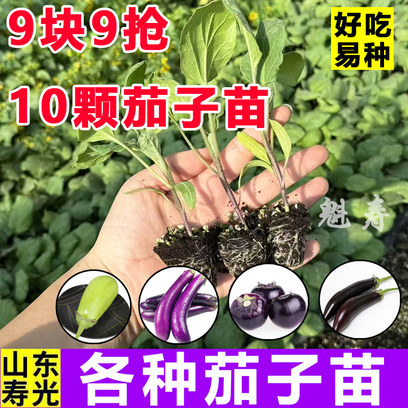 四季茄子苗秧苗紫把长茄苗绿冠青茄子苗紫红线茄苗圆茄子四季菜苗