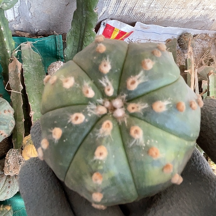 完全开放兜兜兜1