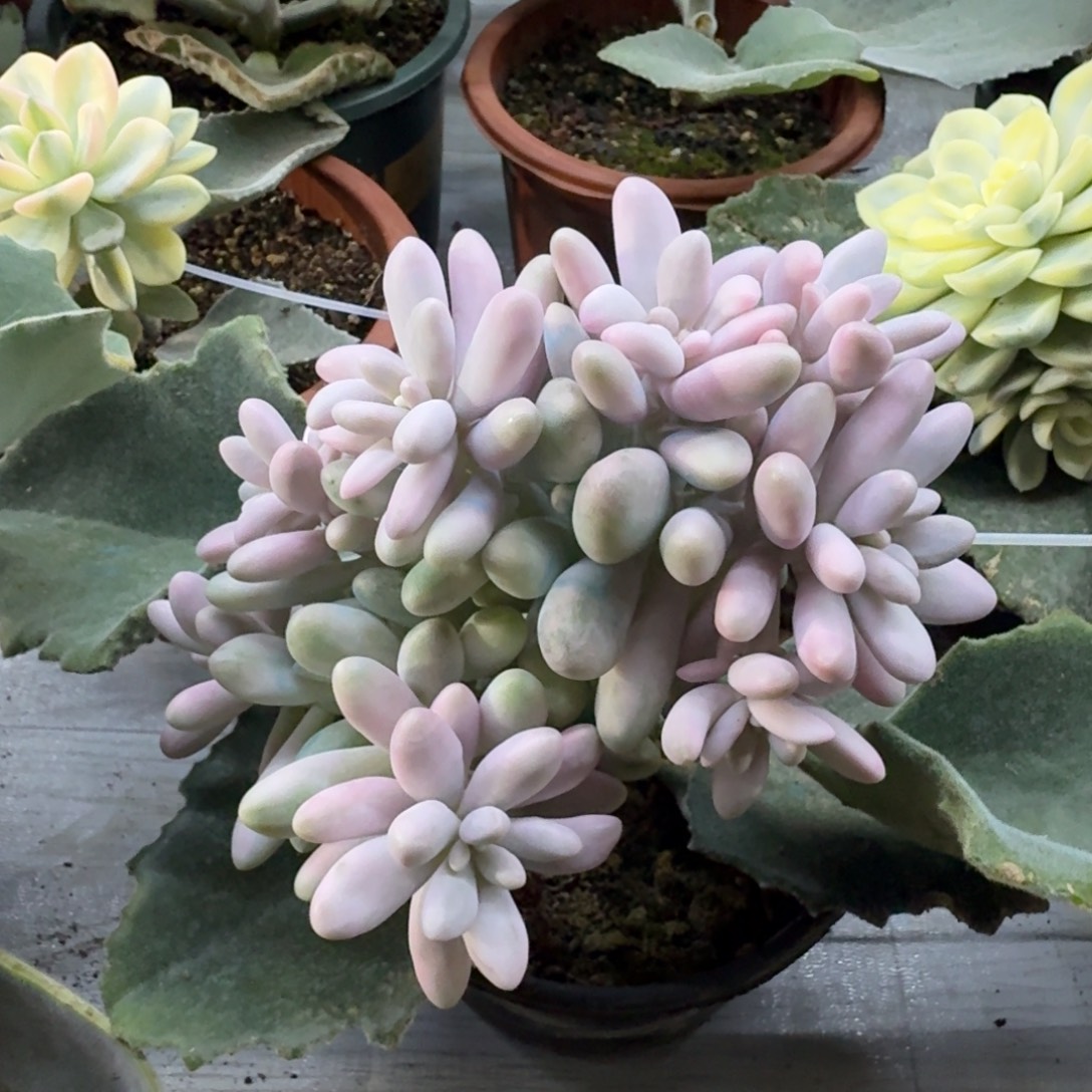 粉色恋人锦，多肉锦多肉