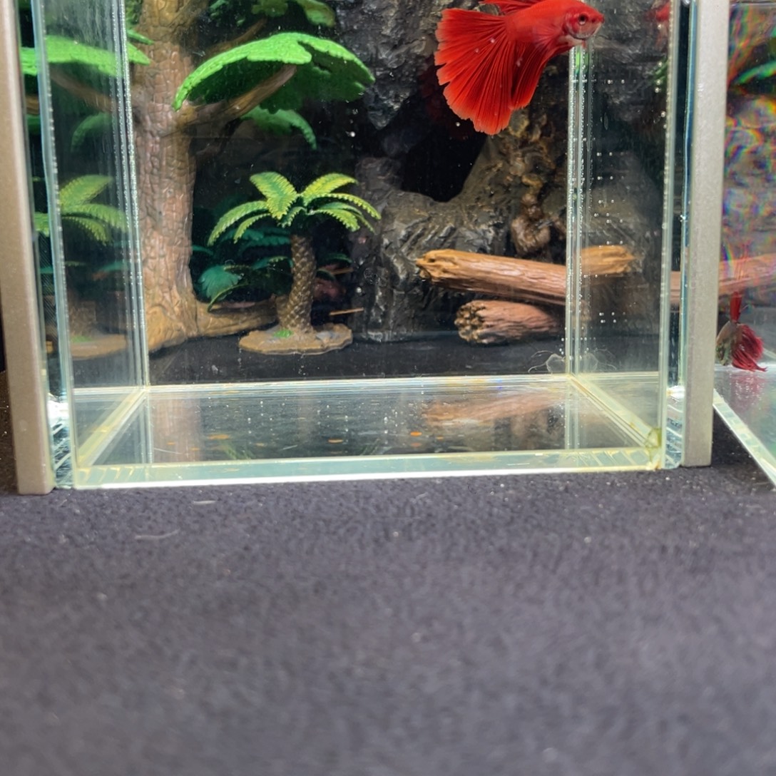 斗鱼十二月四日竞价