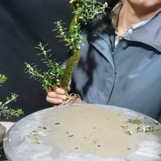 无花朵贵州小叶水黄杨