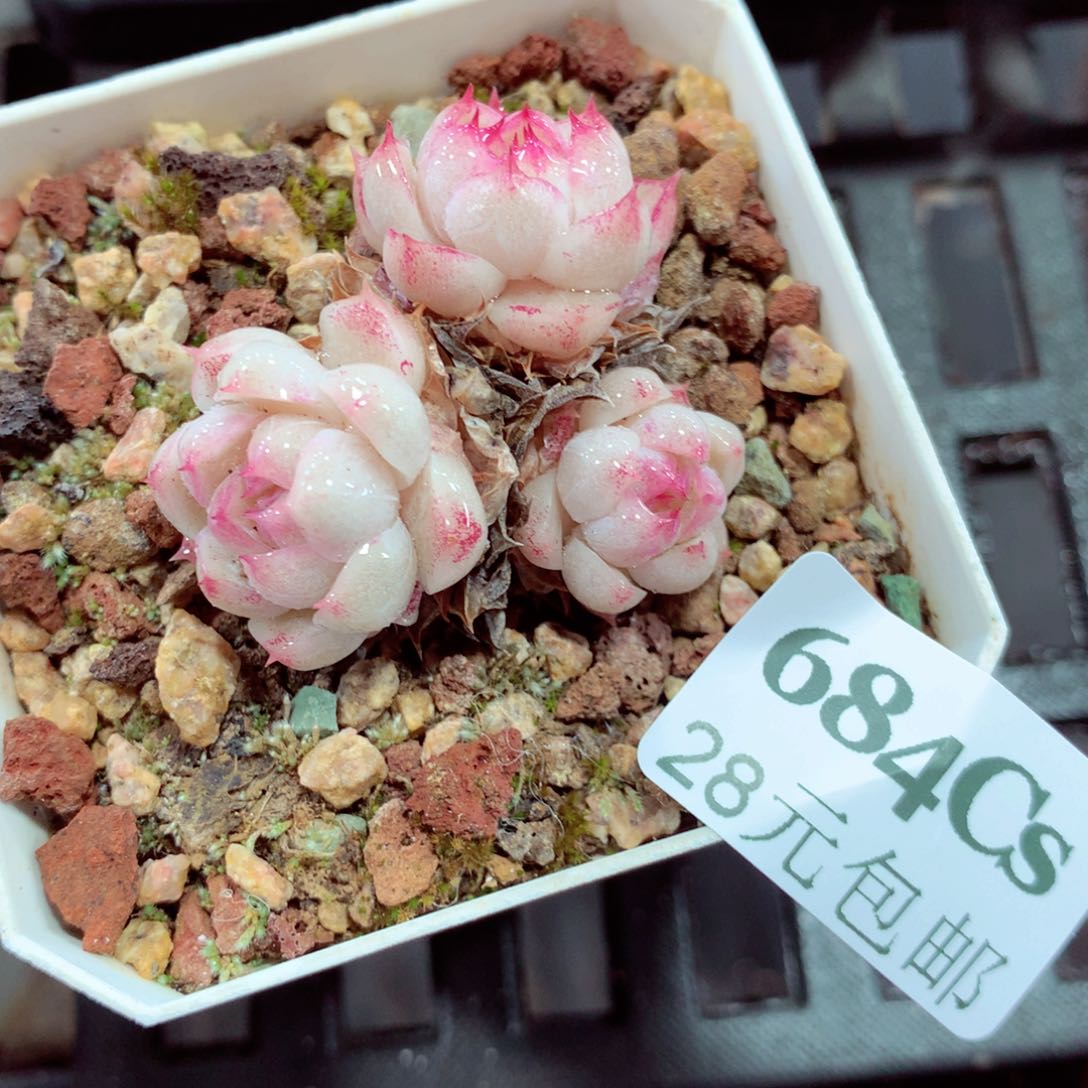 5厘米盆精控多肉684