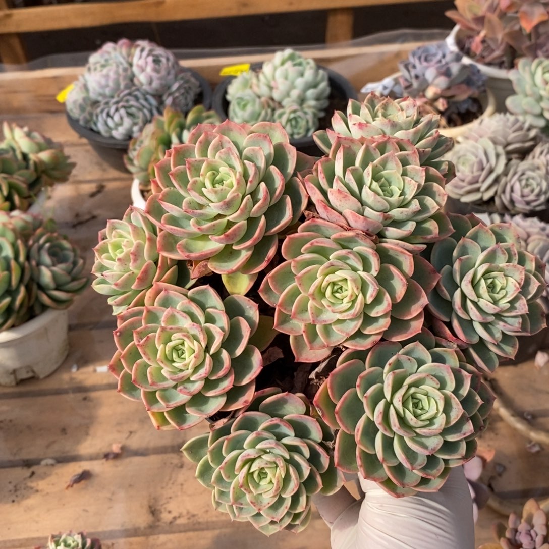 203哈密瓜手捧一物一拍