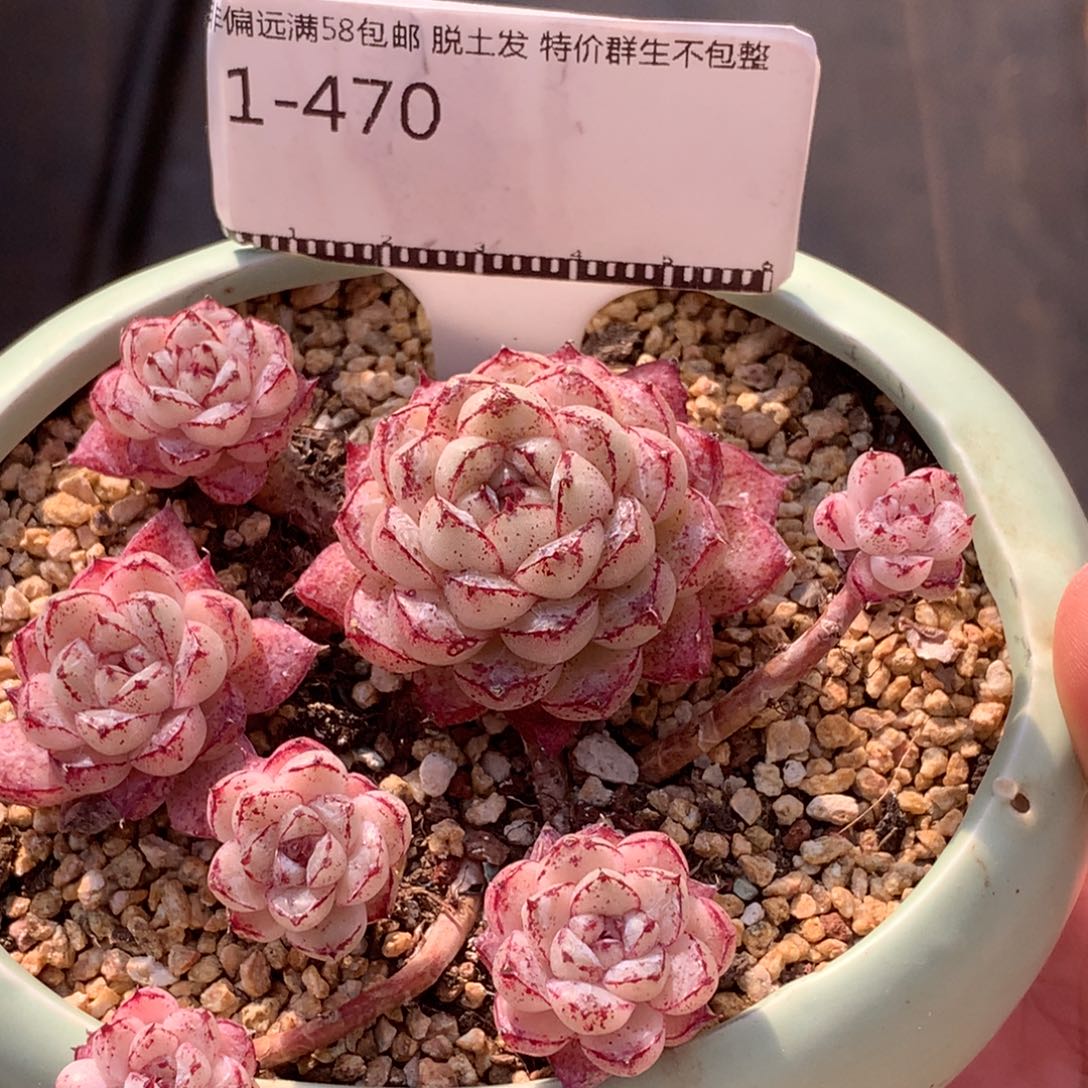 赤水晶造型老桩自然群