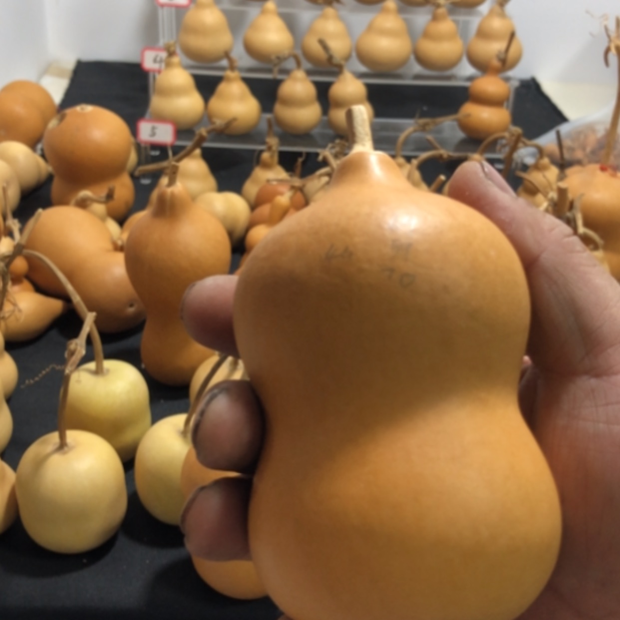 【闪购商品】哥保定墩葫芦