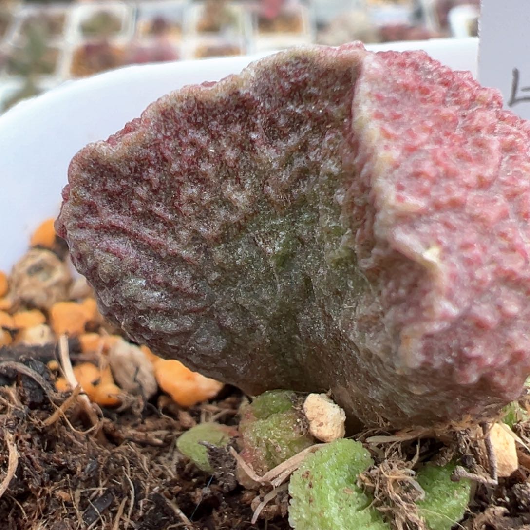 实生新品多肉植物水泡