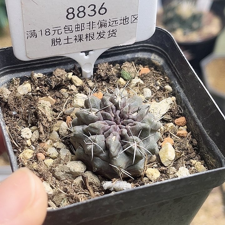 雷头玉实生球一颗3公分