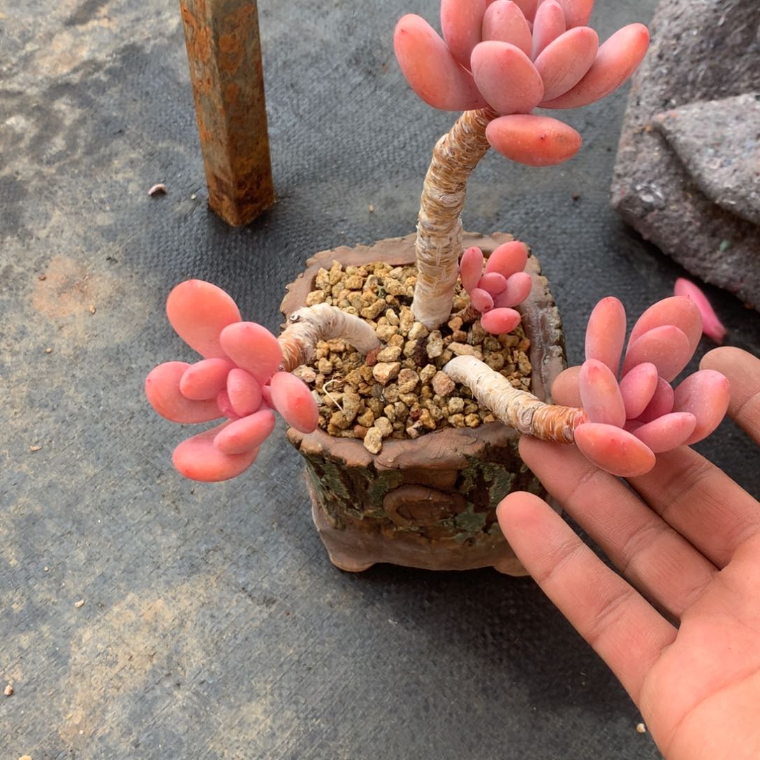 红陶小***中果是在一起就行吧啊