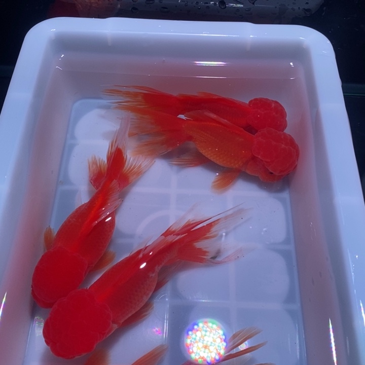 龙睛金鱼大红国狮