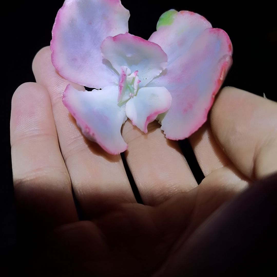 狂野男爵超白主头头盖（小）福利就一个