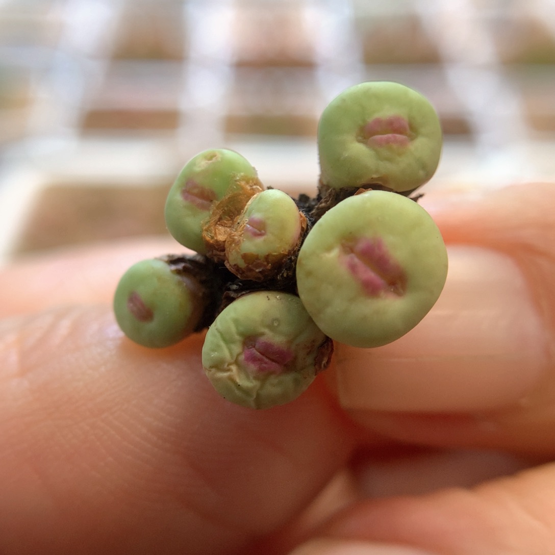 美嘴 美嘴肉锥植物