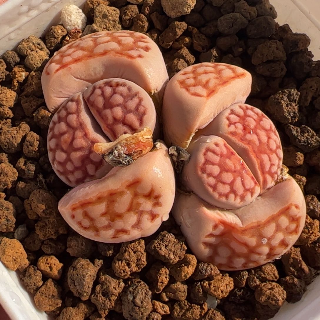 862多肉植物百科