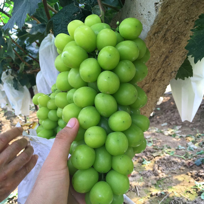 阳光玫瑰紫藤花爬藤别墅阳台庭院