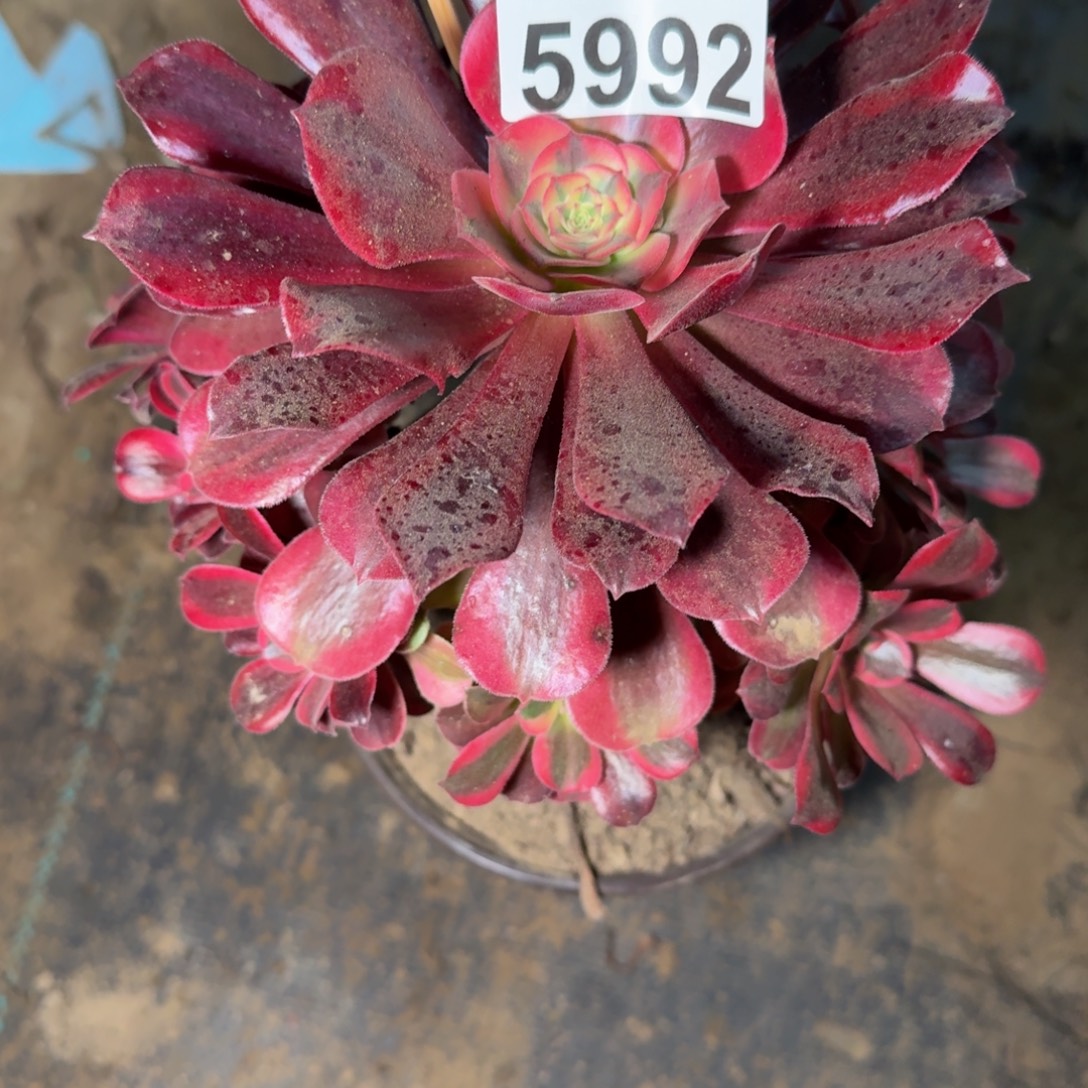 用***45992美杜莎多肉不包断枝