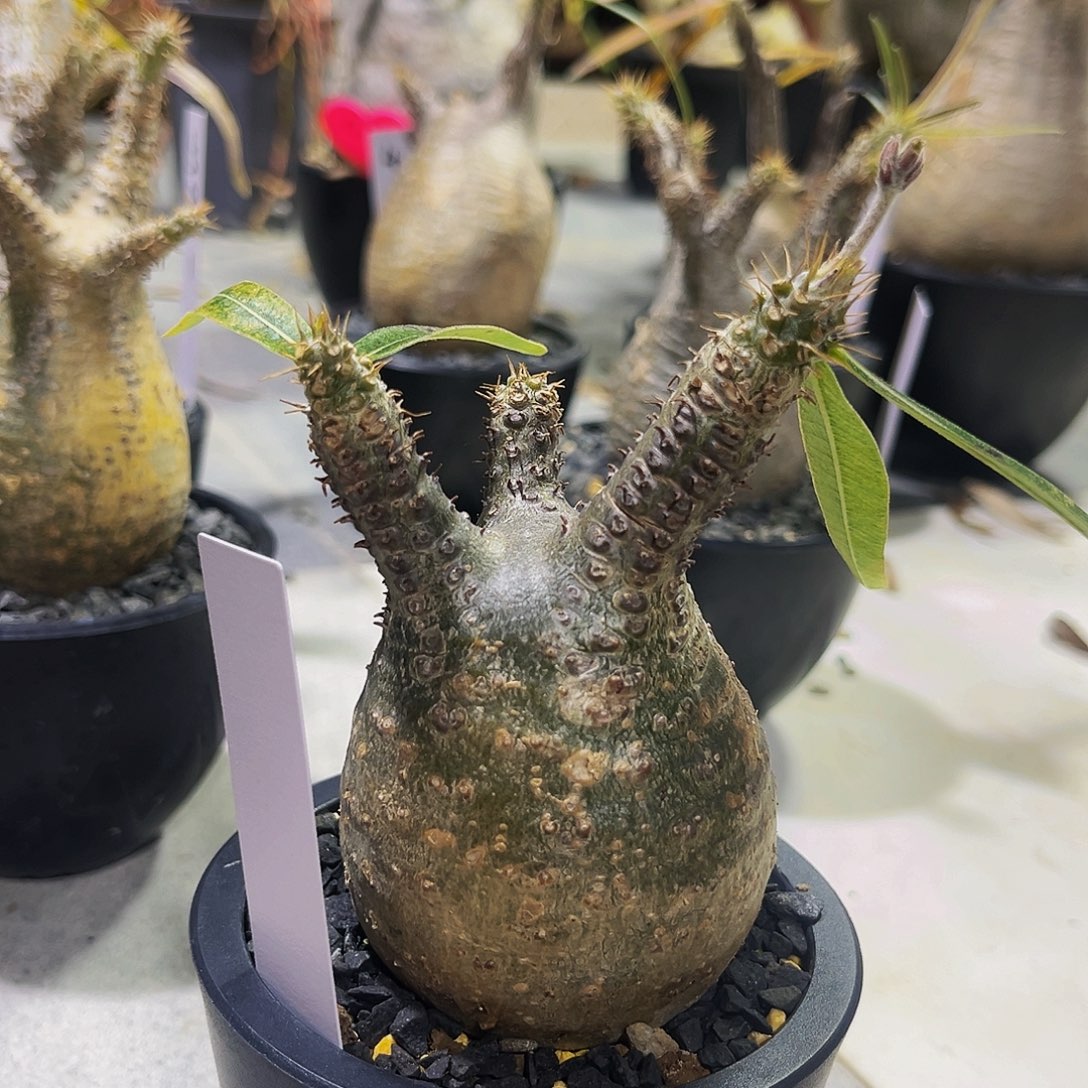 5018，矮胖象牙宫