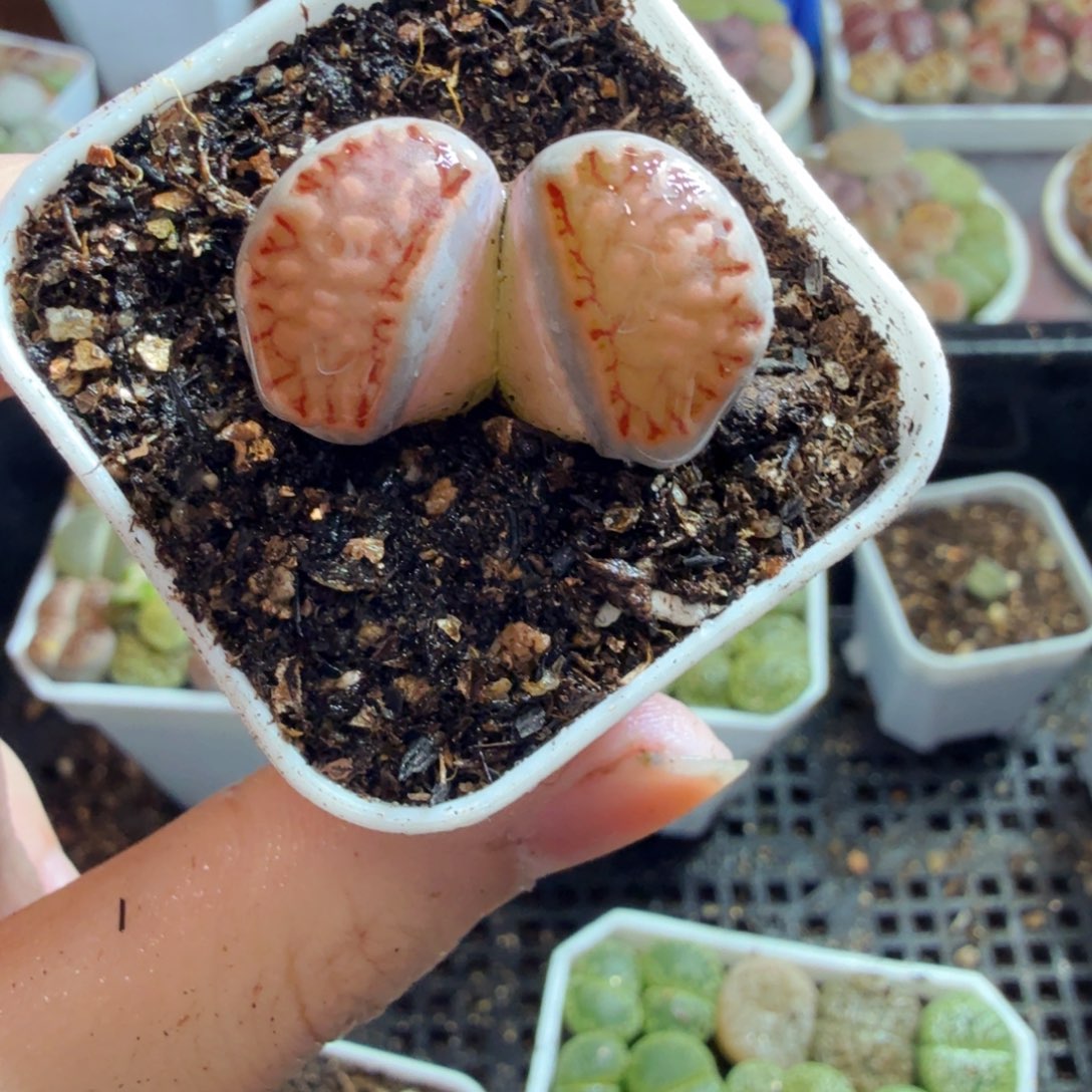 多肉植物的生长发育和生长810