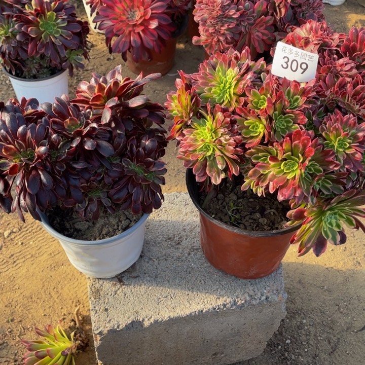 309号俩颗法师缀花