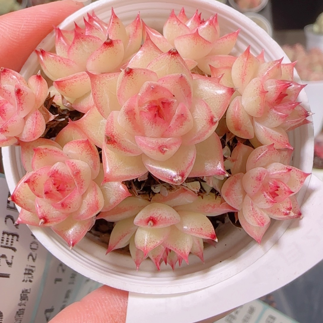 d***r花语逸镜1202-367散