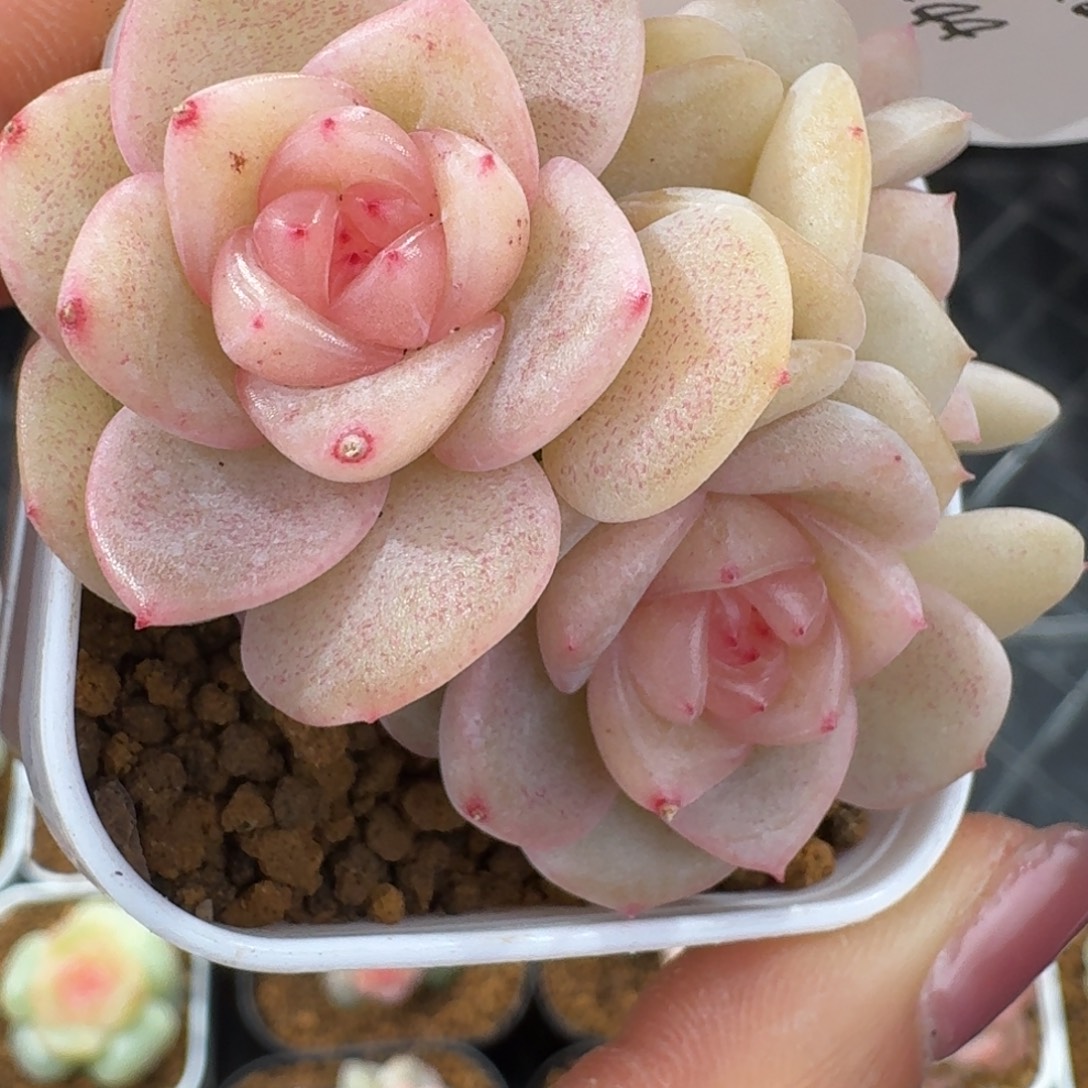 1230-44-月见仙群生一颗多肉