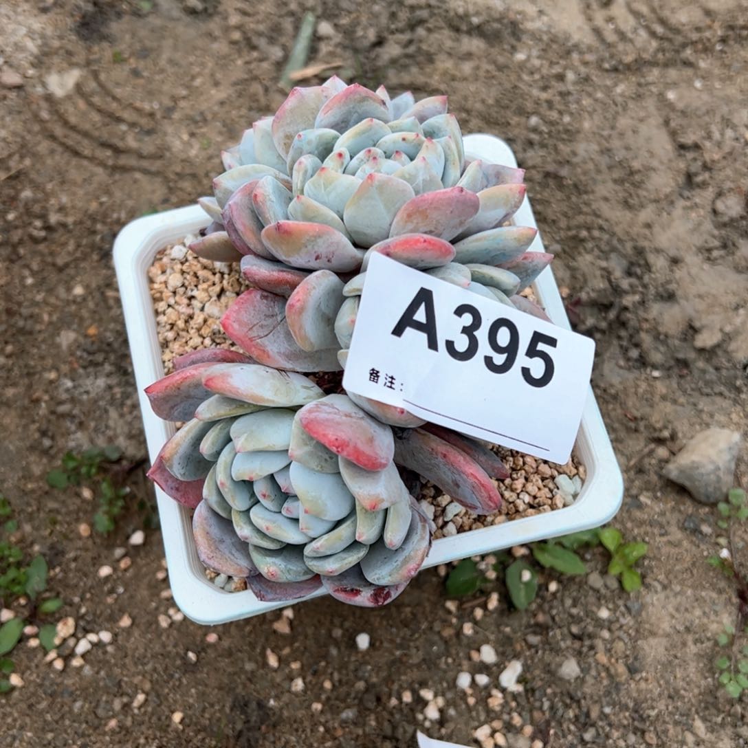 毛*395 多肉多肉多肉多肉多肉