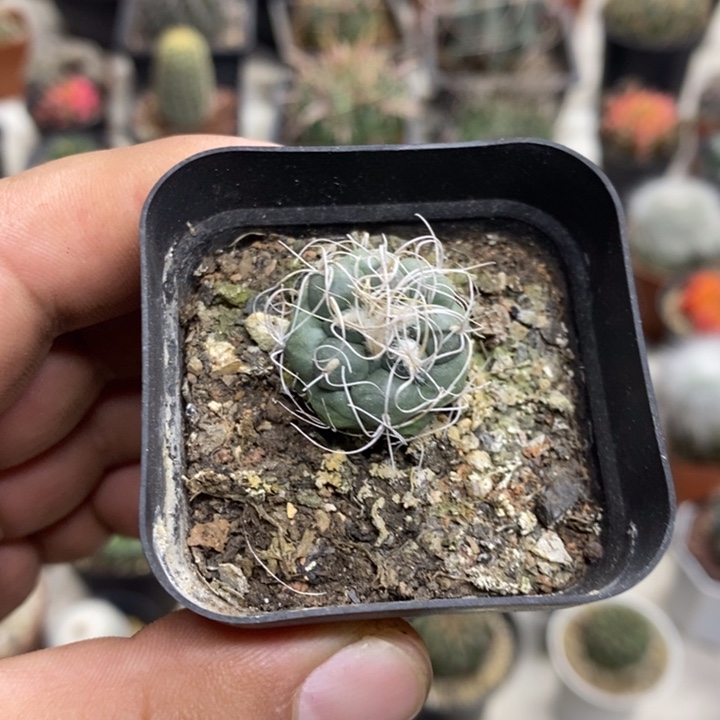 实生长城丸特价福利
